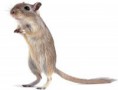 /album/roedores/gerbil-jpg/