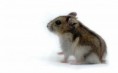 /album/roedores/hamster-jpg/