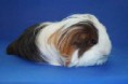 /album/roedores/sheltie-jpg/